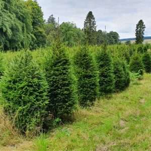 christmas trees wholesale