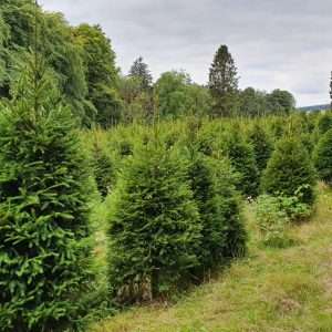 christmas trees wholesale