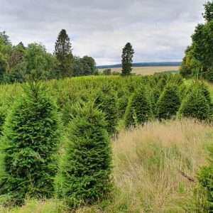 buy christmas trees wholesale