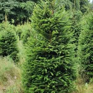 wholesale xmas trees