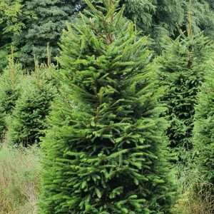 christmas trees for sale wholesale