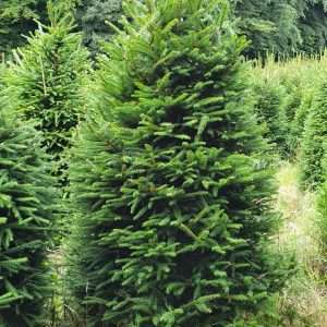 real christmas tree wholesale suppliers